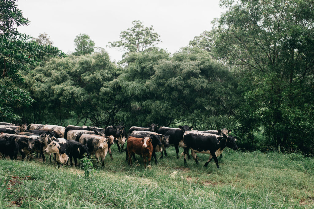 bellingdale farm