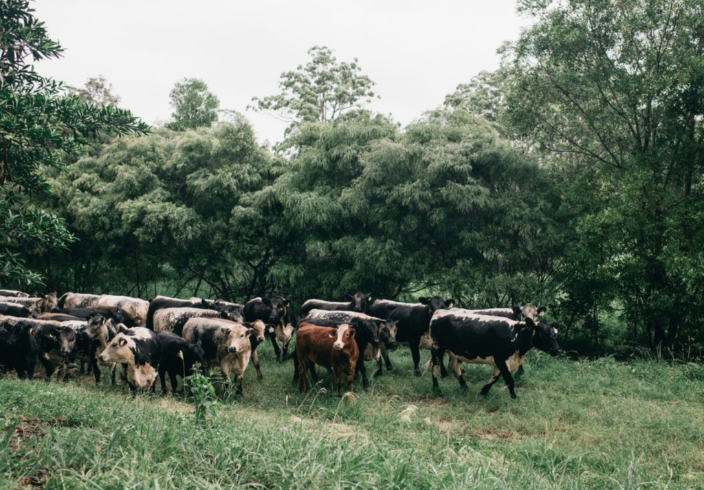 country farm stay near gold coast, tweed, byron bay, murwillumbah, casuarina, cabarita, coolangatta, northern nsw